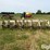 tebben-6-row-cultivator-image-6