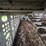 2008-merritt-livestock-image-34