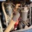 2019-sky-trak-6036-image-35