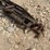 #5503-•-john-deere-trailer-plow-image-7