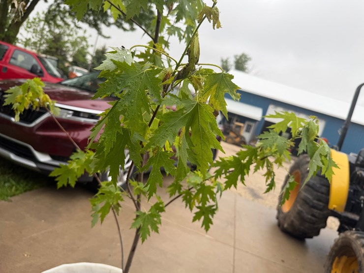 #5463-•-trees-image-3