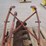 allis-chalmers-3-pt-hitch-auger-image-12