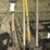 (3)-spade-shovels-&-(1)-sharp-shooter-image-1
