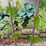 #5465-•-trees-image-3