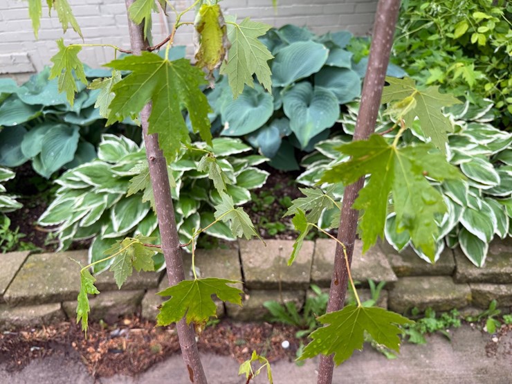 #5465-•-trees-image-3
