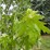 #5464-•-trees-image-3