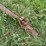#224-•-gravity-box-on-running-gear-(ringle,-wi)-image-20