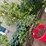 #5466-•-trees-image-3