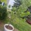 #5464-•-trees-image-1