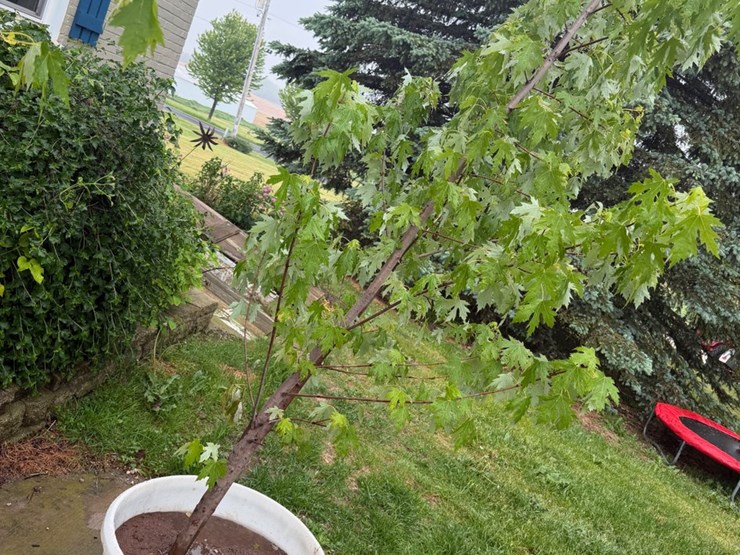 #5464-•-trees-image-1