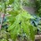 #5466-•-trees-image-2