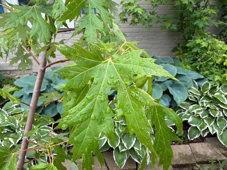#5466-•-trees-image-2