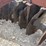 #5471-•-pittsburg-double-disc-image-4