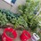 #5466-•-trees-image-1