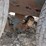 #5497-•-cattle/calf-trailer-image-5