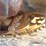 2003-asphalt-zipper-az360-image-17