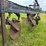 white-5-furrow-plow-image-20