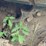 caterpillar-d5-image-8