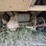 2005-club-carryall-utility-cart-image-16