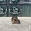 bobcat-68"-grapple-image-1