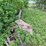 #1590-•-(4)-metal-tanks-and-scrap-iron-image-3