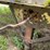 #1385-•-1974-gindy-semi-van-trailer-full-of-wood-image-39