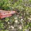 #1389-•-large-steel-pintle-hitch-trailer-with-broken-frame-(no-title)-image-5