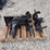 hydraulic-earth-auger-attachment-with-dual-augers-image-2