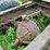 #1613-•-16'-long-hauling-trailer-(no-title)-image-10
