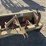 landpride-gb1572-6'-3-pt-box-scraper-image-7