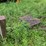 #1625-•-portable-log-cutter-image-4