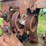 #1616-•-debarking-machine-for-scrap-image-8