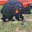pabreak-bear-shaped-reactive-shooting-target-image-3