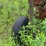 #1625-•-portable-log-cutter-image-8
