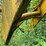 #1636-•-pettibone-picker-for-scrap-image-14