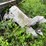 #1629-•-johnson-motors-fiberglass-boat-on-trailer-(no-title)-image-6