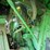 john-deere-9600-image-12