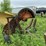 #1625-•-portable-log-cutter-image-5