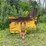 #1389-•-large-steel-pintle-hitch-trailer-with-broken-frame-(no-title)-image-2