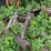 #1590-•-(4)-metal-tanks-and-scrap-iron-image-8
