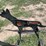 pabreak-coyote-shaped-reactive-shooting-target-image-1