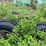 #1617-•-international-cab-over-semi-tractor-image-5