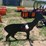 pabreak-deer-shaped-reactive-shooting-target-image-2