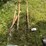 pitch-forks-image-4