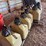 13-boxes-for-black-machine-kinze-planter-with-precision-corn-meters-image-4