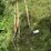 pitch-forks-image-1