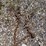 10-ft-log-chain---broken-link-on-one-end-image-2
