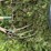 pitch-forks-image-3