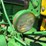 john-deere-630-image-42