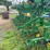 16-row-jd-row-crop-cultivator-image-8